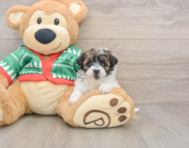 6 week old Havapoo Puppy For Sale - Puppy Love PR