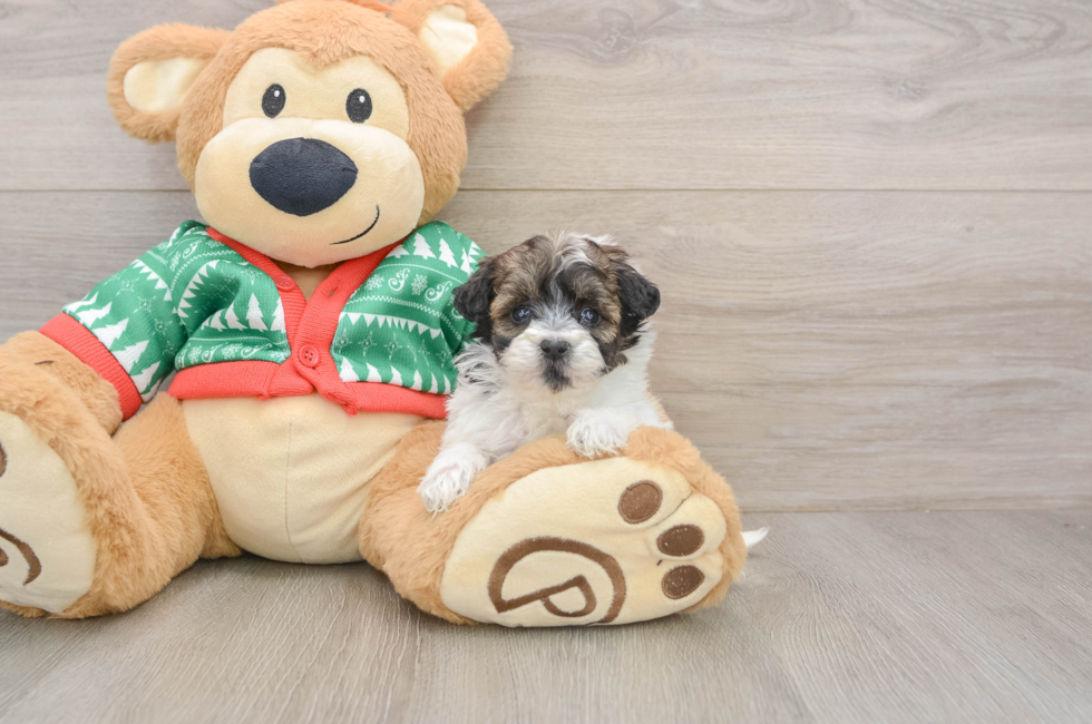 5 week old Havapoo Puppy For Sale - Puppy Love PR