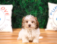 10 week old Havapoo Puppy For Sale - Puppy Love PR
