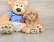 5 week old Havapoo Puppy For Sale - Puppy Love PR