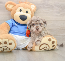 6 week old Havapoo Puppy For Sale - Puppy Love PR