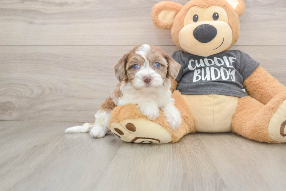 Cute Havapoo Baby