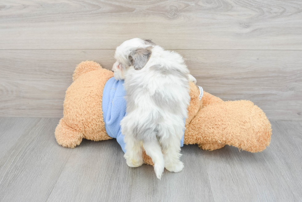 Havapoo Puppy for Adoption