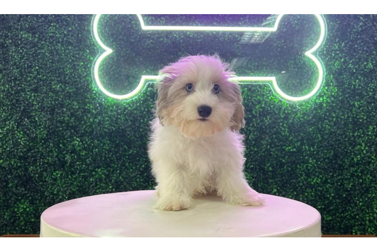 Havapoo Puppy for Adoption