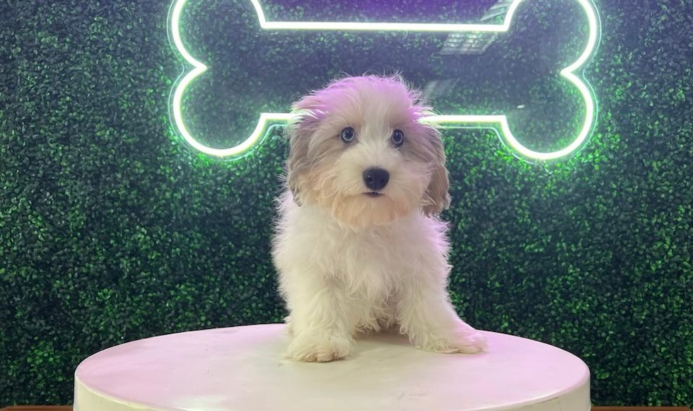 Havapoo Puppy for Adoption