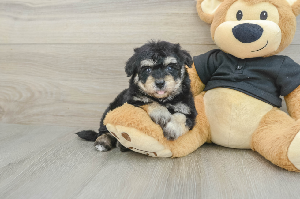 5 week old Havapoo Puppy For Sale - Puppy Love PR