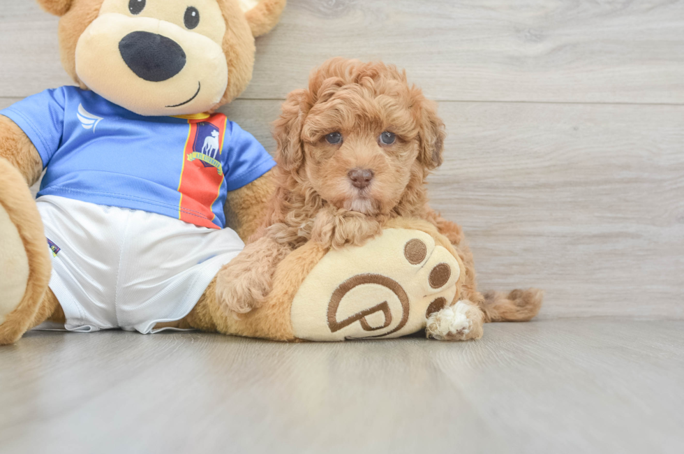 5 week old Havapoo Puppy For Sale - Puppy Love PR