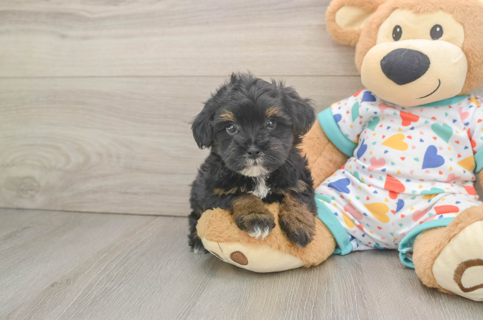 6 week old Havapoo Puppy For Sale - Puppy Love PR