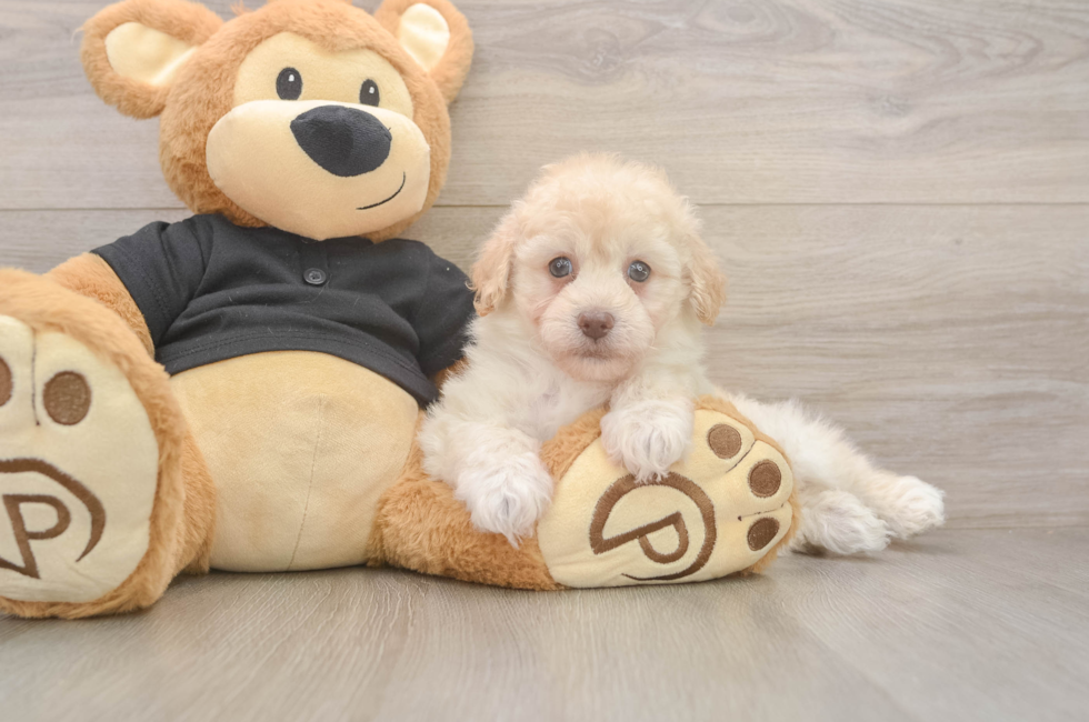 5 week old Havapoo Puppy For Sale - Puppy Love PR