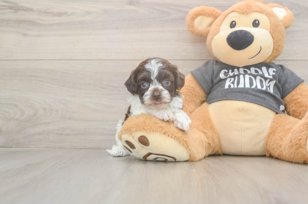 5 week old Havapoo Puppy For Sale - Puppy Love PR