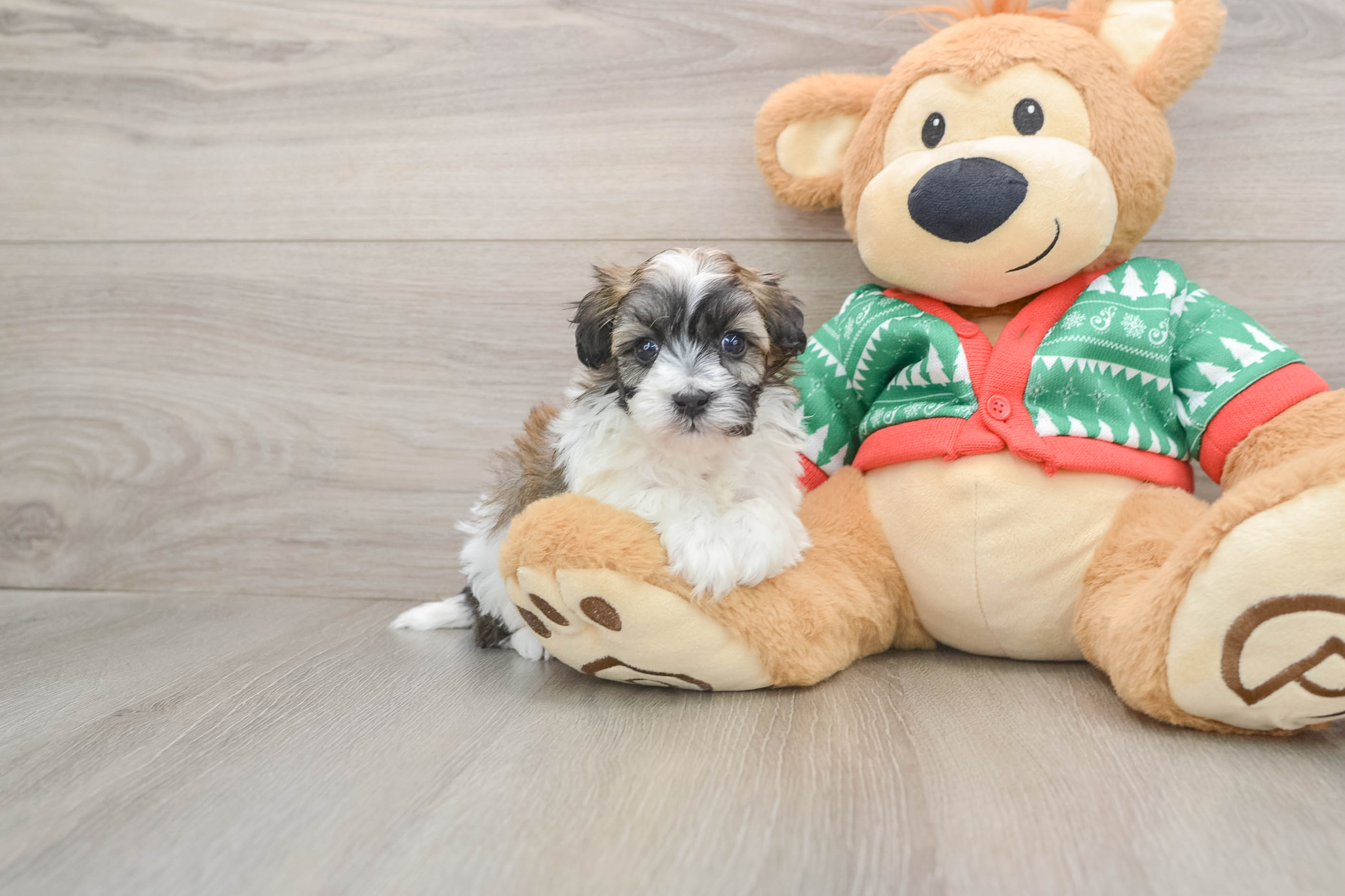 Smart Havapoo Poodle Mix Pup