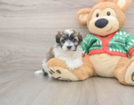 6 week old Havapoo Puppy For Sale - Puppy Love PR