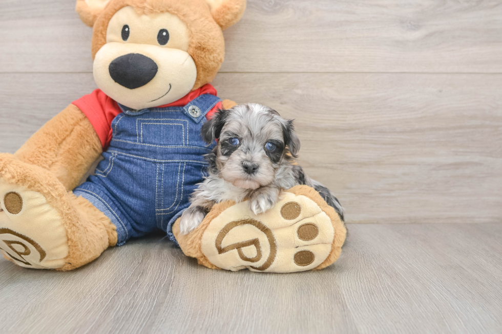 Havapoo Pup Being Cute