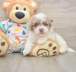8 week old Havapoo Puppy For Sale - Puppy Love PR