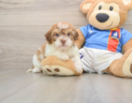 5 week old Havapoo Puppy For Sale - Puppy Love PR