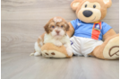 Smart Havapoo Poodle Mix Pup