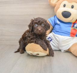 6 week old Havapoo Puppy For Sale - Puppy Love PR