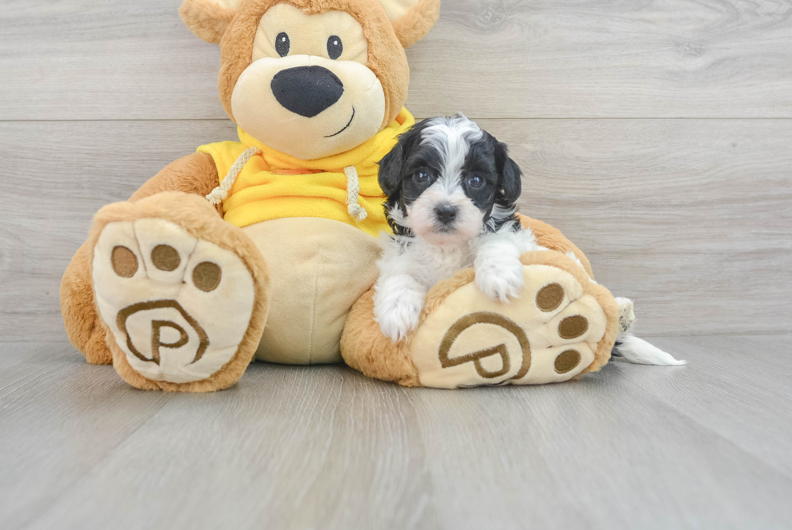 Popular Havapoo Poodle Mix Pup