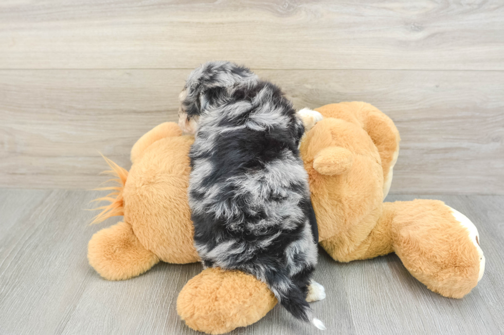 Havapoo Pup Being Cute