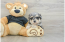 Energetic Havadoodle Poodle Mix Puppy