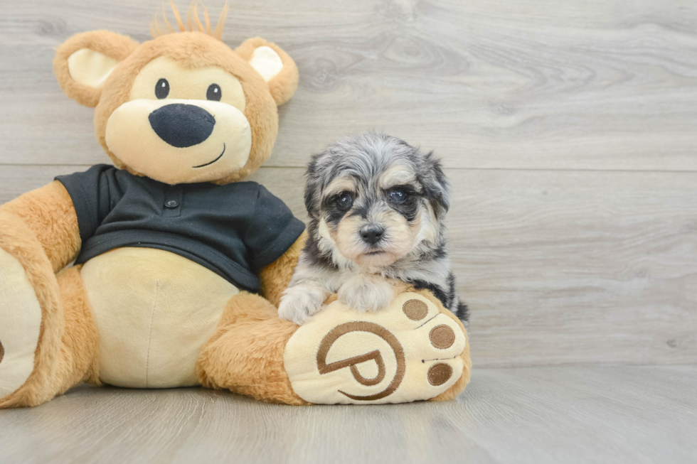 Energetic Havadoodle Poodle Mix Puppy