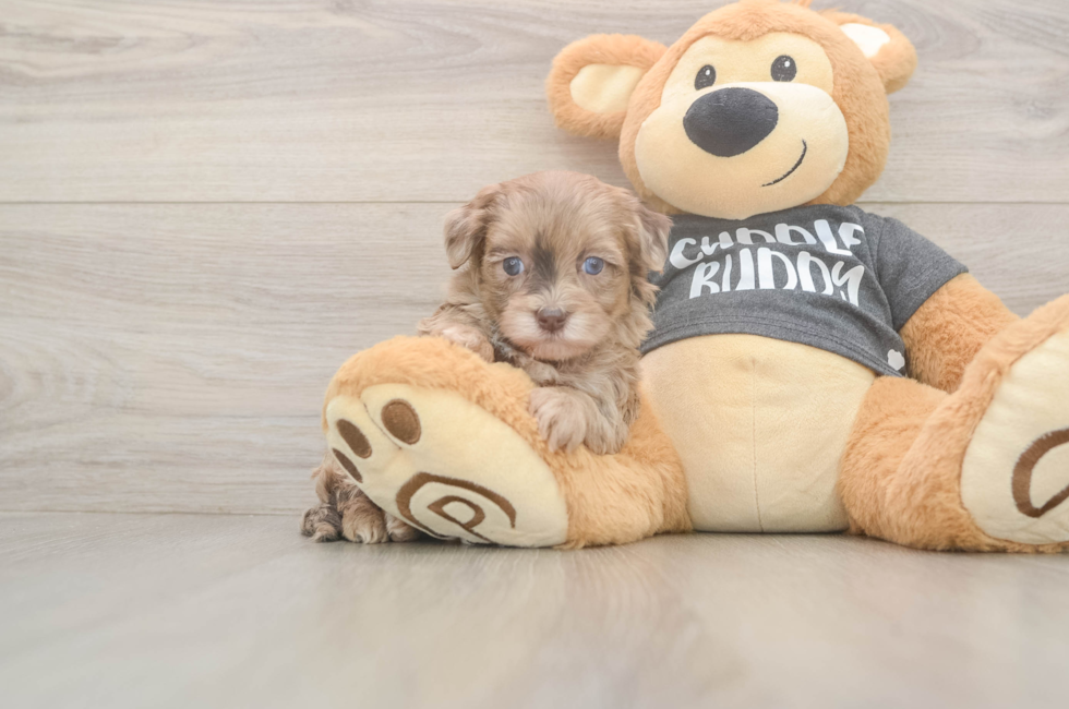 5 week old Havapoo Puppy For Sale - Puppy Love PR