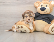 7 week old Havapoo Puppy For Sale - Puppy Love PR