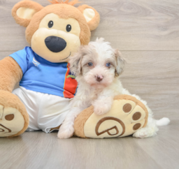 6 week old Havapoo Puppy For Sale - Puppy Love PR
