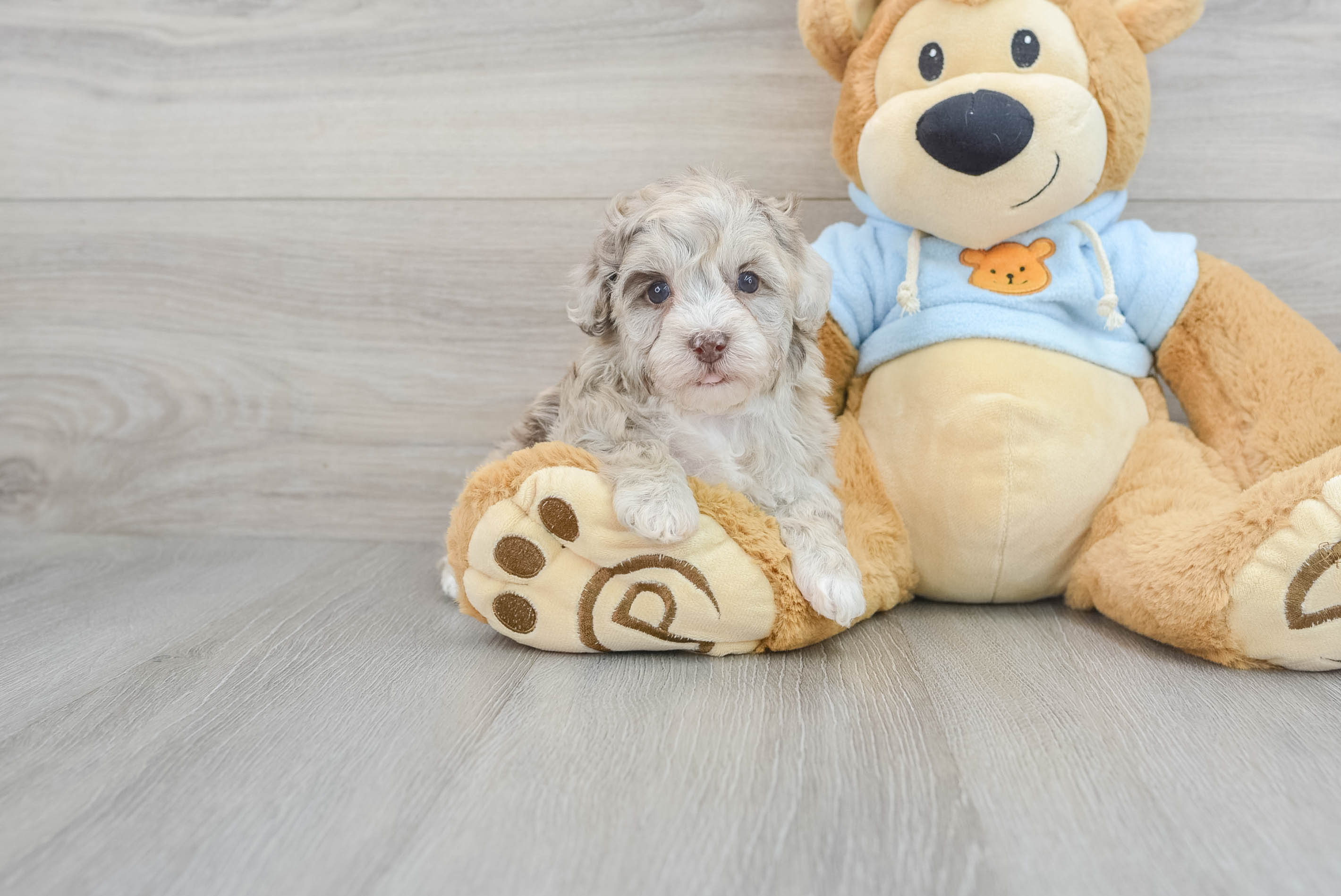 Hypoallergenic Havanese Poodle Mix Puppy