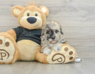 7 week old Havapoo Puppy For Sale - Puppy Love PR