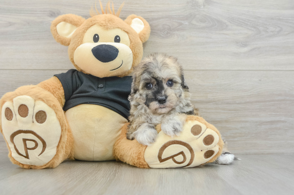 5 week old Havapoo Puppy For Sale - Puppy Love PR