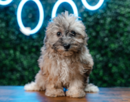 9 week old Havapoo Puppy For Sale - Puppy Love PR