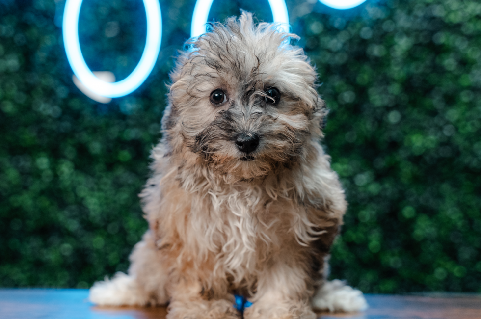 9 week old Havapoo Puppy For Sale - Puppy Love PR