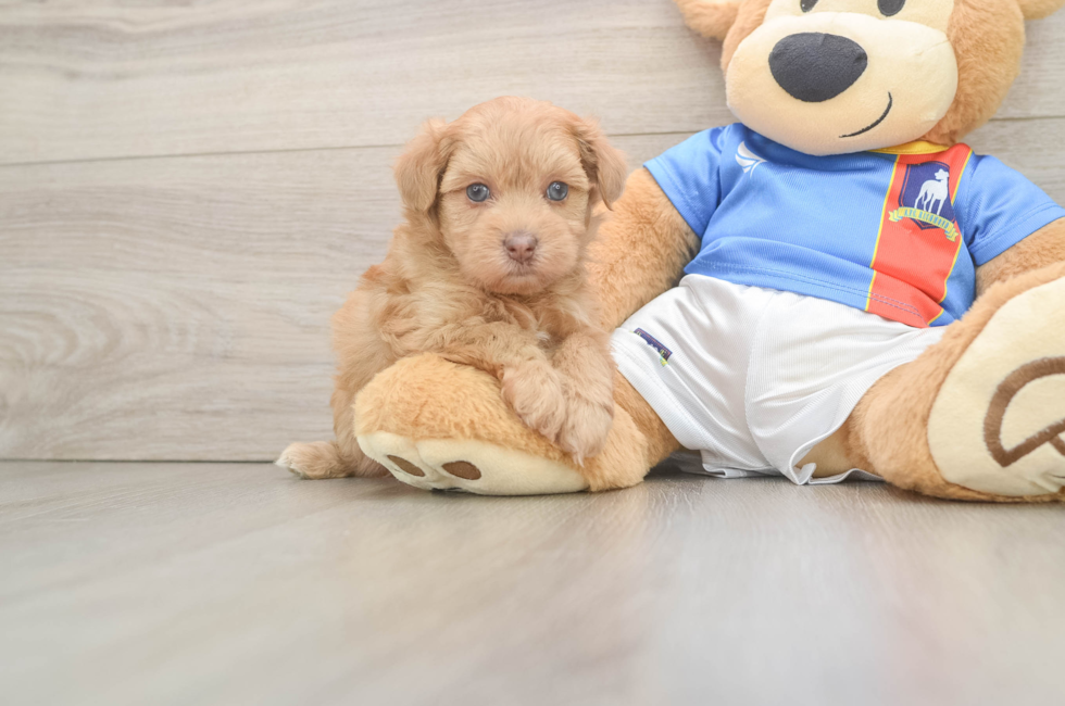 6 week old Havapoo Puppy For Sale - Puppy Love PR