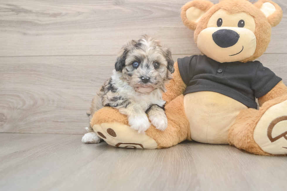 5 week old Havapoo Puppy For Sale - Puppy Love PR