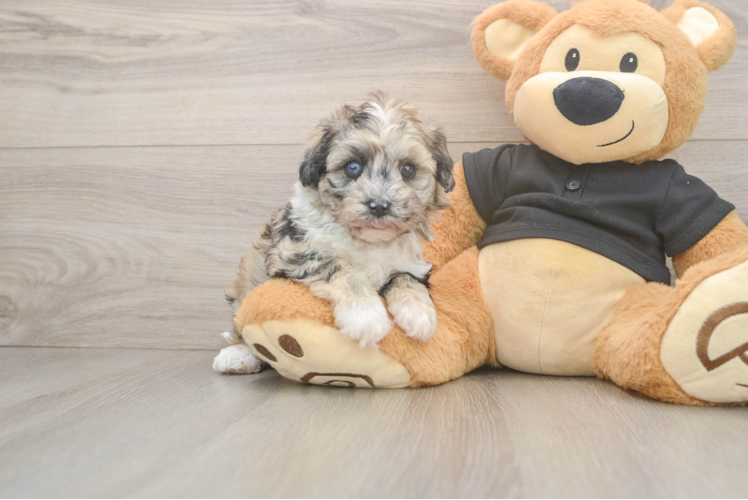 Meet Amira - our Havapoo Puppy Photo 1/3 - Puppy Love PR Sweet Havapoo Baby