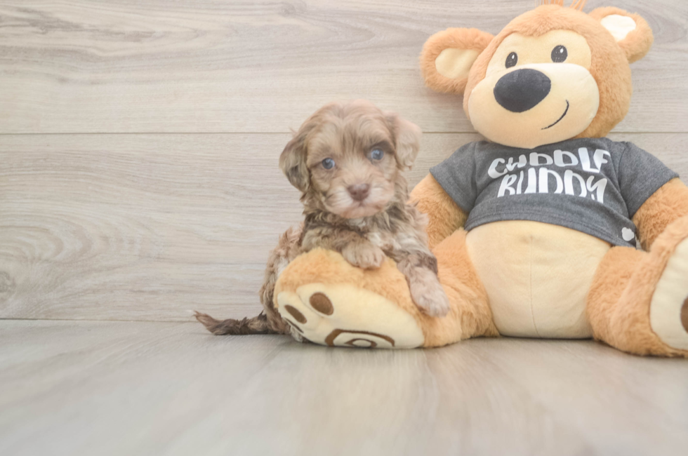 5 week old Havapoo Puppy For Sale - Puppy Love PR