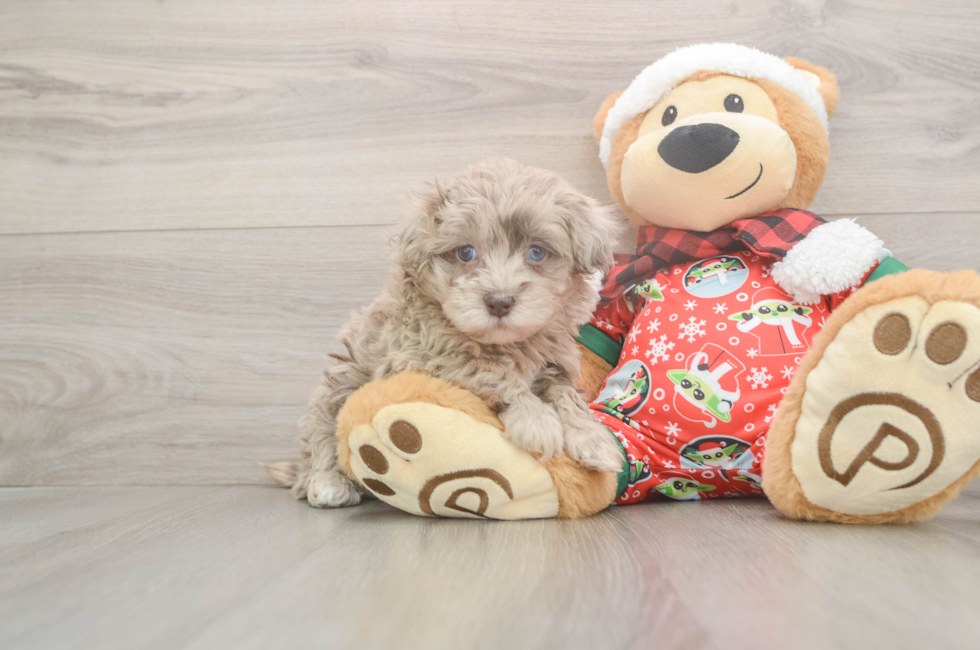 5 week old Havapoo Puppy For Sale - Puppy Love PR
