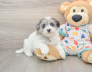 8 week old Havapoo Puppy For Sale - Puppy Love PR