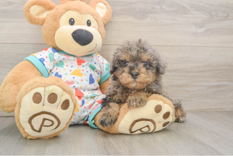 Havapoo Puppy for Adoption