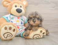 8 week old Havapoo Puppy For Sale - Puppy Love PR
