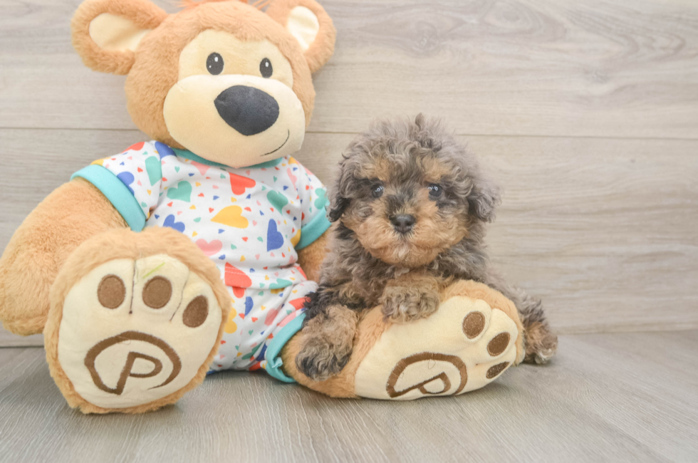 6 week old Havapoo Puppy For Sale - Puppy Love PR