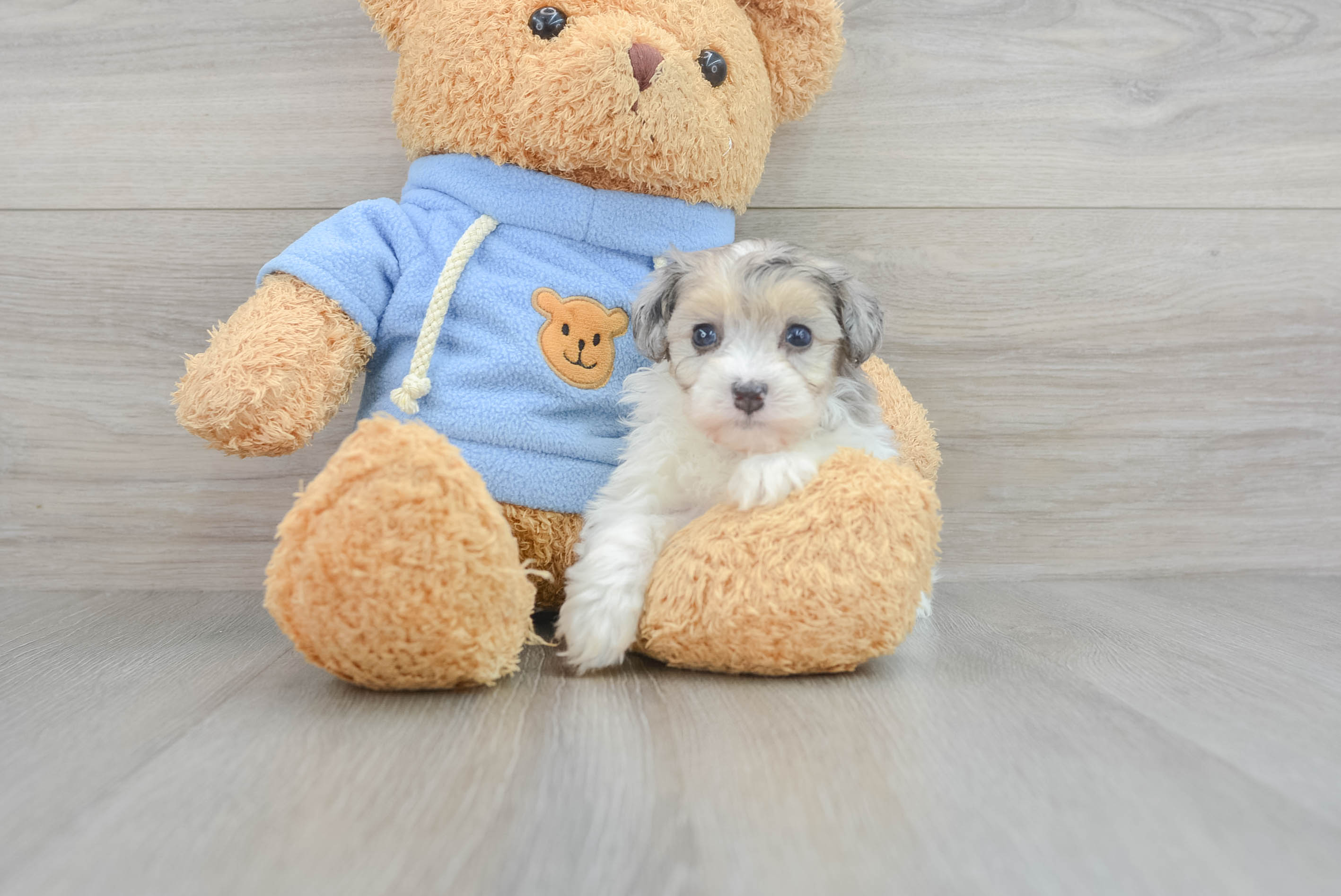 Havapoo Puppy for Adoption