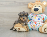 8 week old Havapoo Puppy For Sale - Puppy Love PR