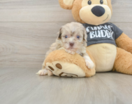 8 week old Havapoo Puppy For Sale - Puppy Love PR