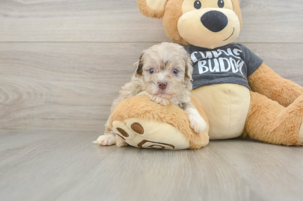 5 week old Havapoo Puppy For Sale - Puppy Love PR