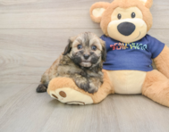 8 week old Havapoo Puppy For Sale - Puppy Love PR