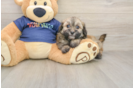 Adorable Havadoodle Poodle Mix Puppy