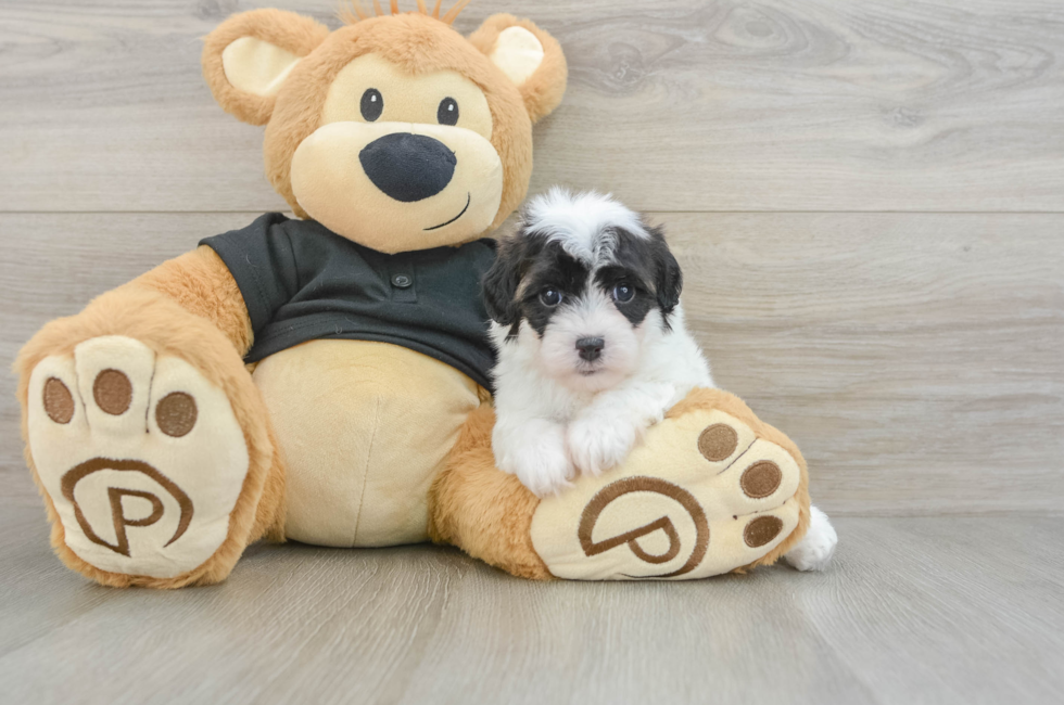 5 week old Havapoo Puppy For Sale - Puppy Love PR