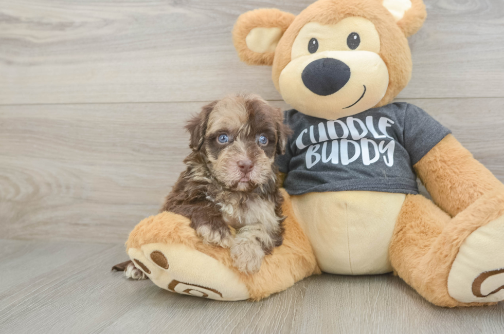 5 week old Havapoo Puppy For Sale - Puppy Love PR